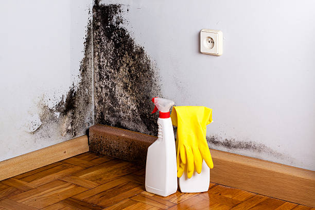 Best Mold Remediation for Healthcare Facilities  in Garberville, CA